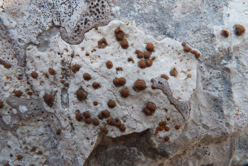 Protoblastenia calva-1